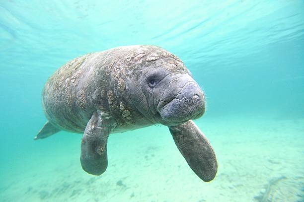 Bò biển Manatee Tây Phi