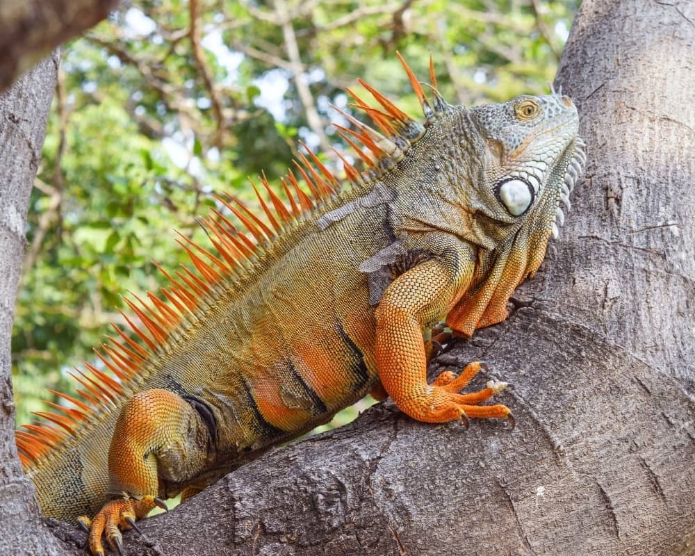Bò sát sông Gambia
