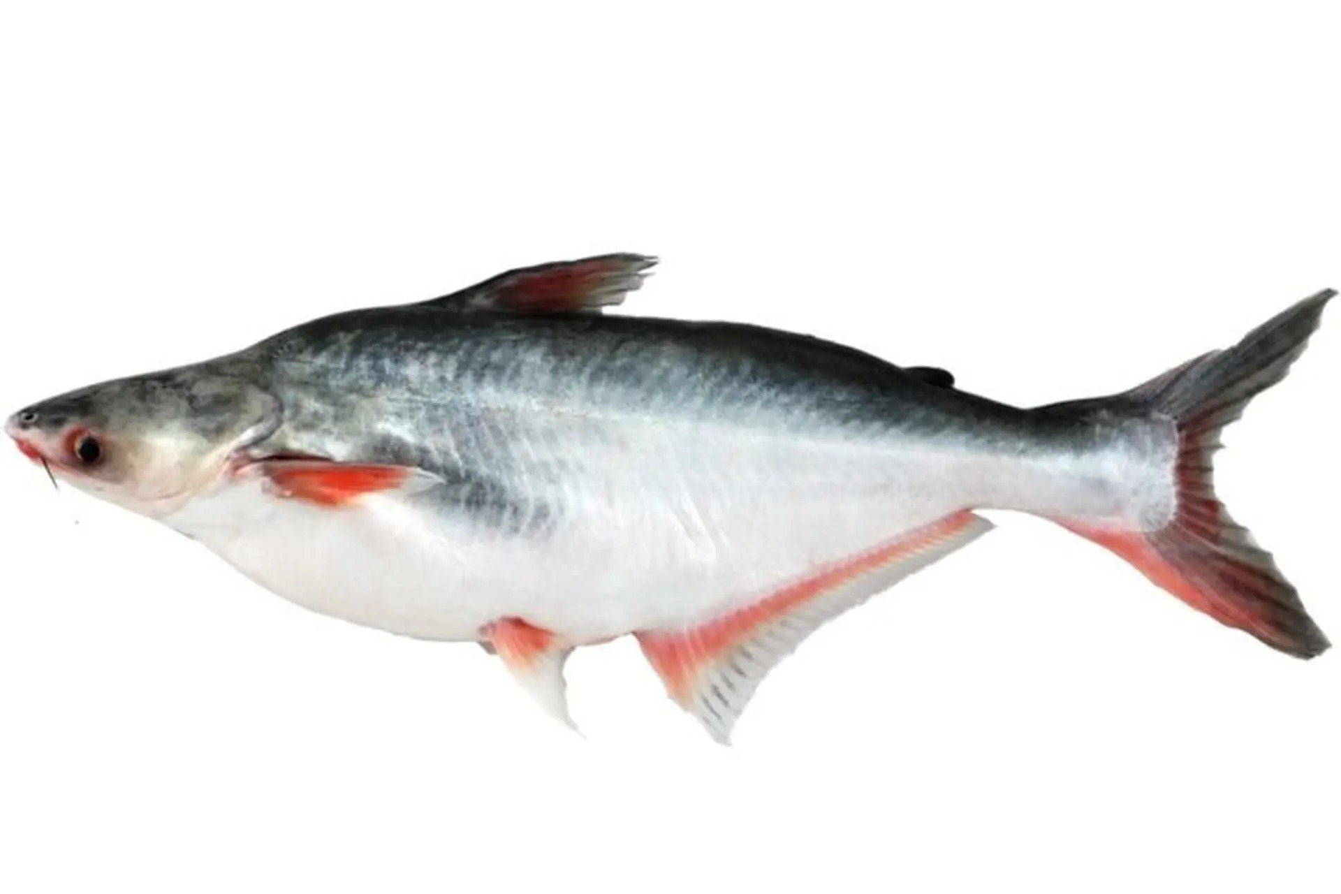 Cá basa