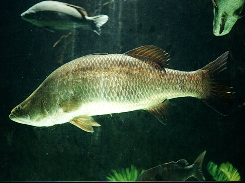 Cá chẽm biển