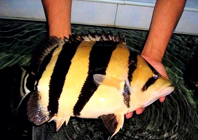 Cá hổ ăn gì