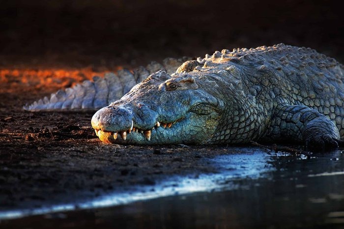Cá sấu sông Nile sưởi nắng