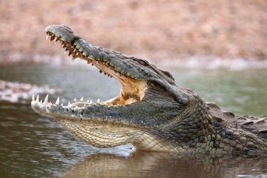 Chế độ ăn của cá sấu sông nile
