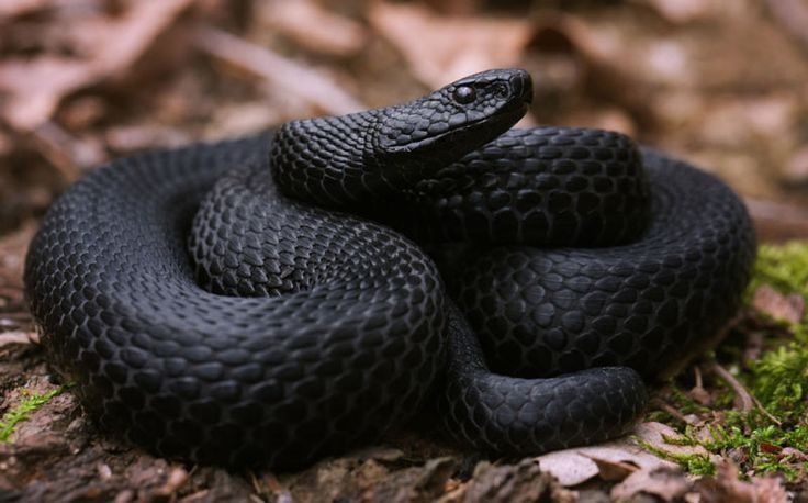 Đặc điểm rắn mamba đen