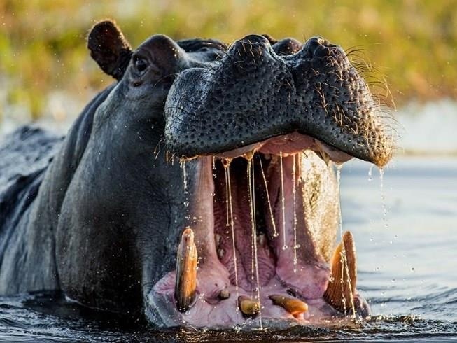 Bầy hà mã ngâm mình trên sông Gambia