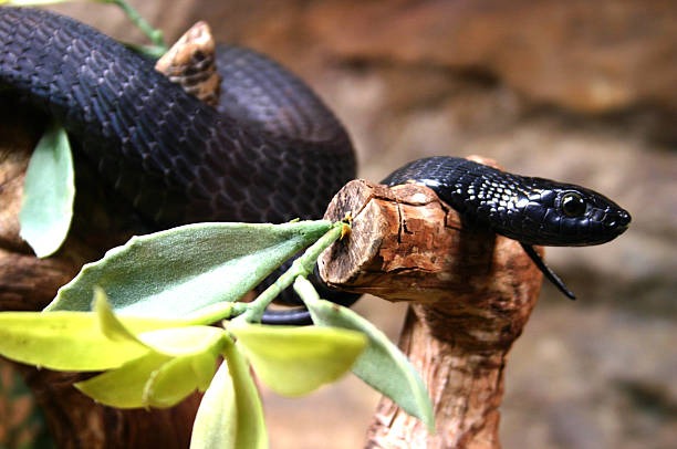 Hành vi của rắn mamba đen
