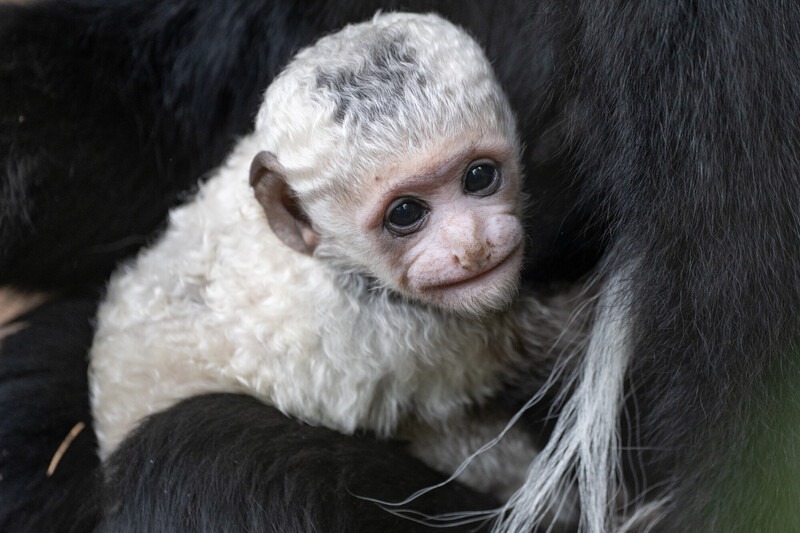 Khỉ Colobus đỏ Tây Phi