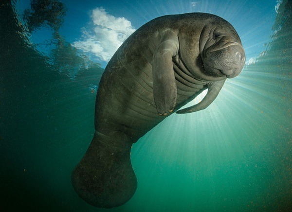 Môi trường sống của lợn biển