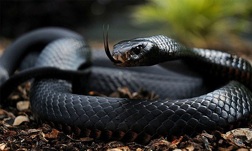 Môi trường sống của rắn mamba đen