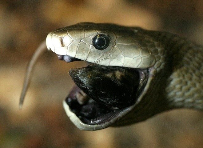 Nọc độc của rắn mamba đen