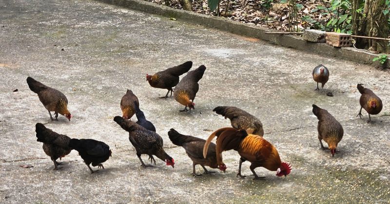 Bí quyết nuôi và chăm sóc gà rừng con