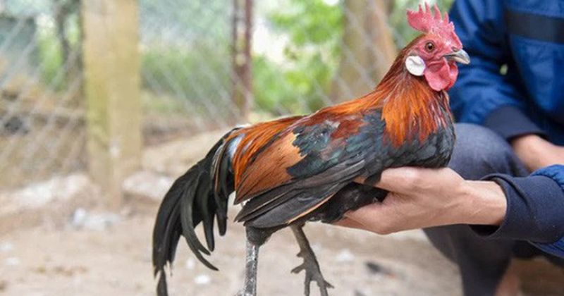 Đặc điểm gà rừng rặc thuần chủng