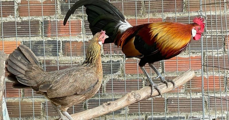 Kỹ thuật luyện gà rừng gáy hay và sung sức