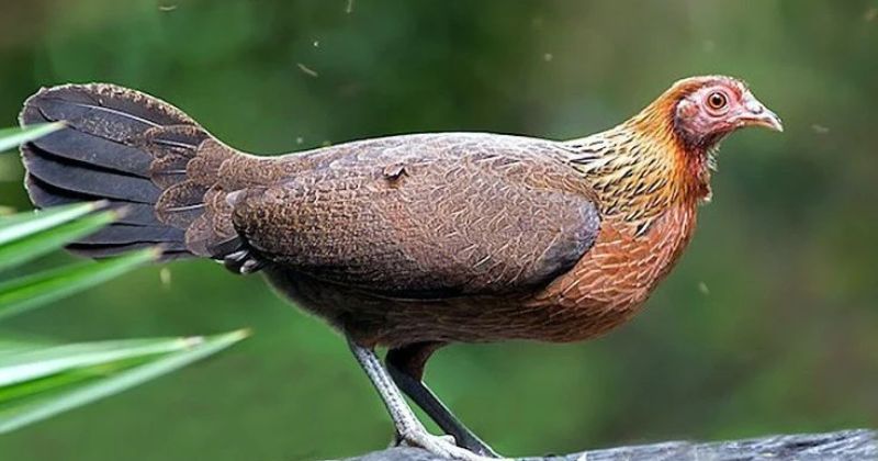đặc điểm gà mái rừng